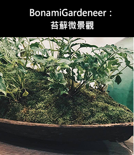 Bonami Gardeneer,葉鞘苔蘚微景觀